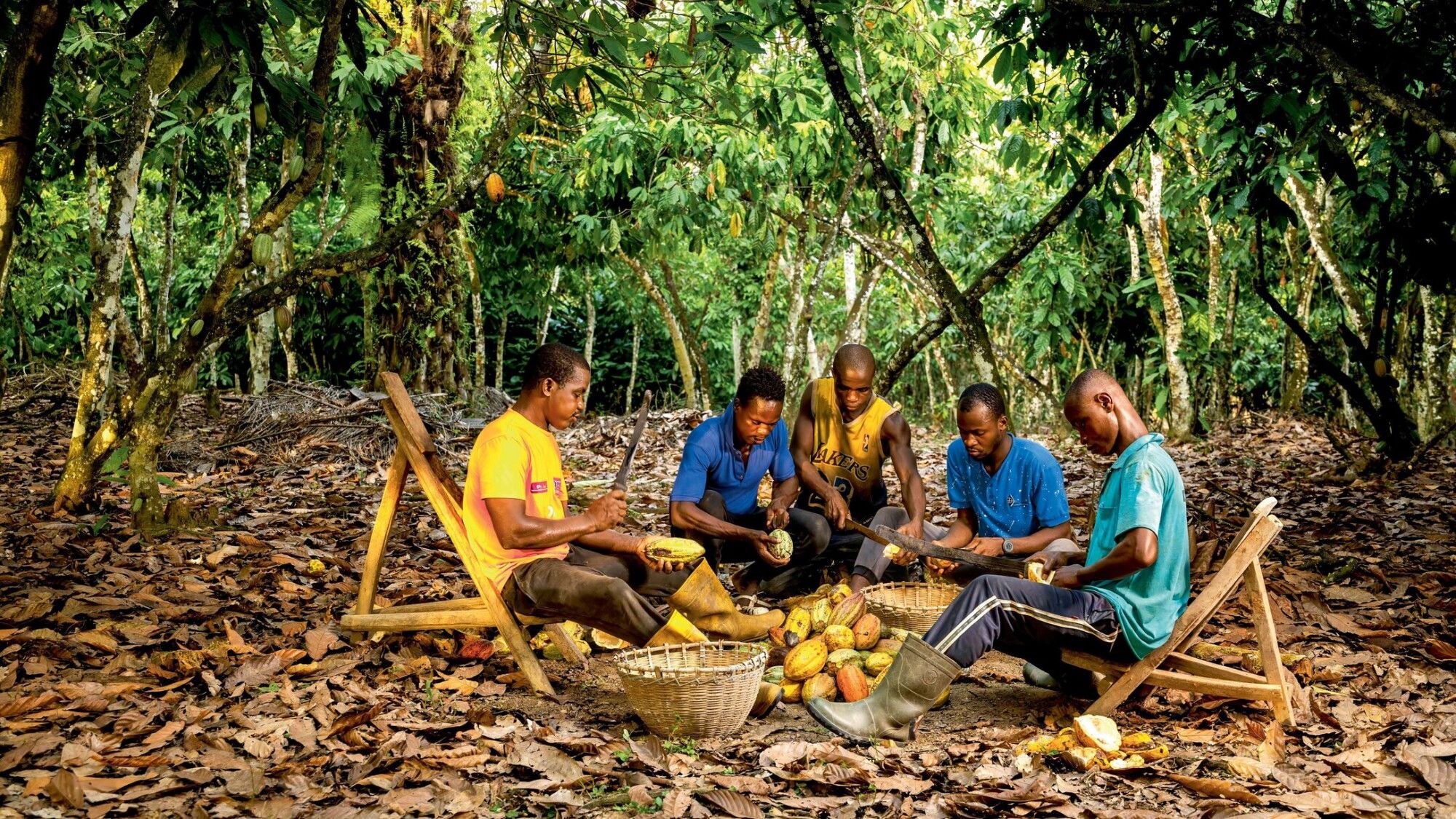 In Ivory Coast, an association helps cocoa farmers and owners protect their land