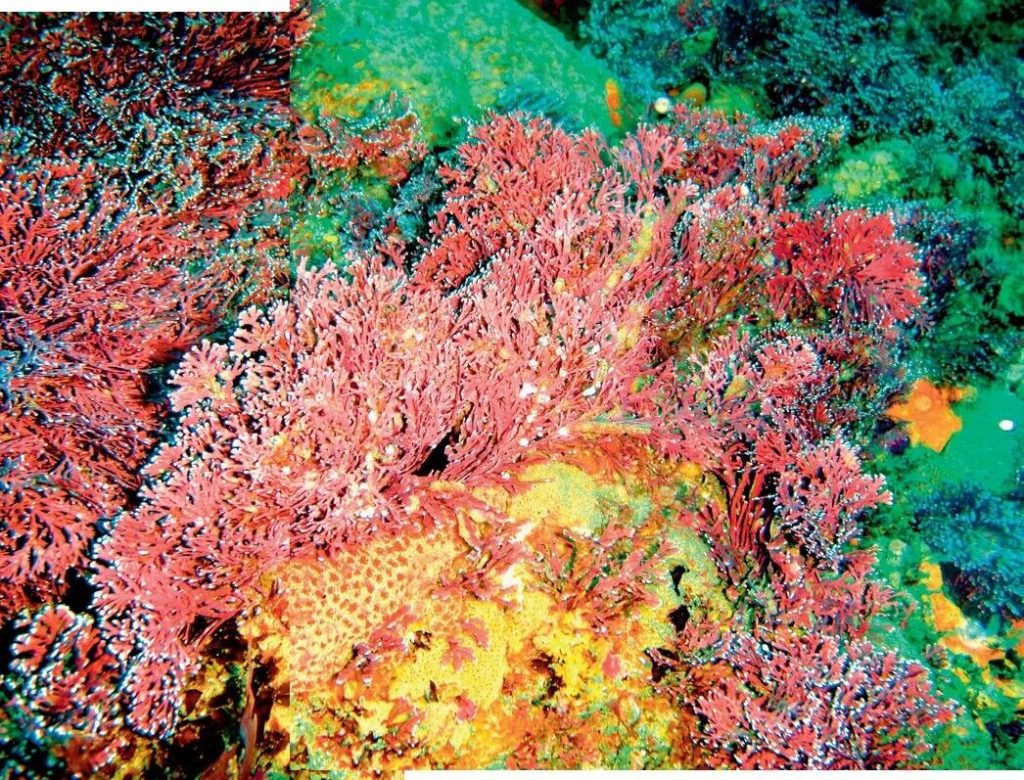 This brightly colored algae protects 900 animal species and 150 plant ...