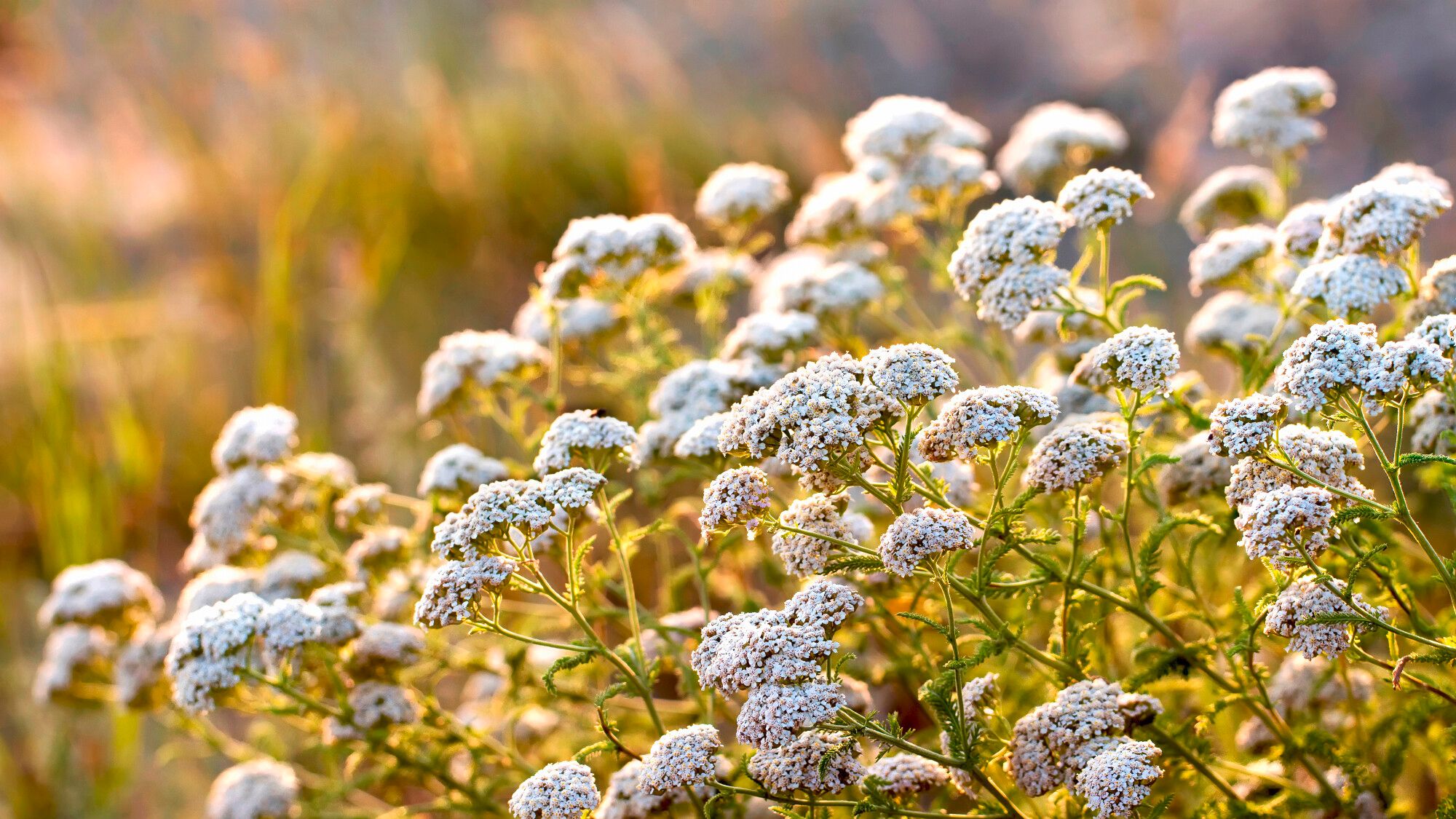 Yarrow, the “bad” herb with a thousand virtues