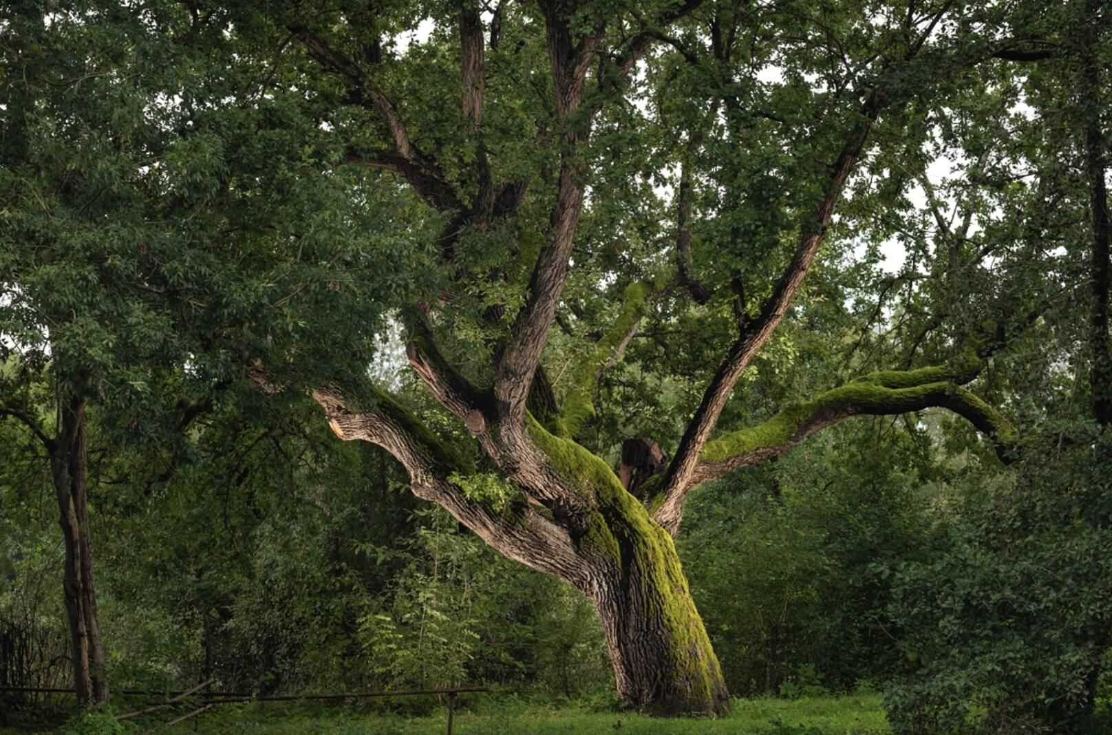 Contest of the tree of the year 2025: call for candidates