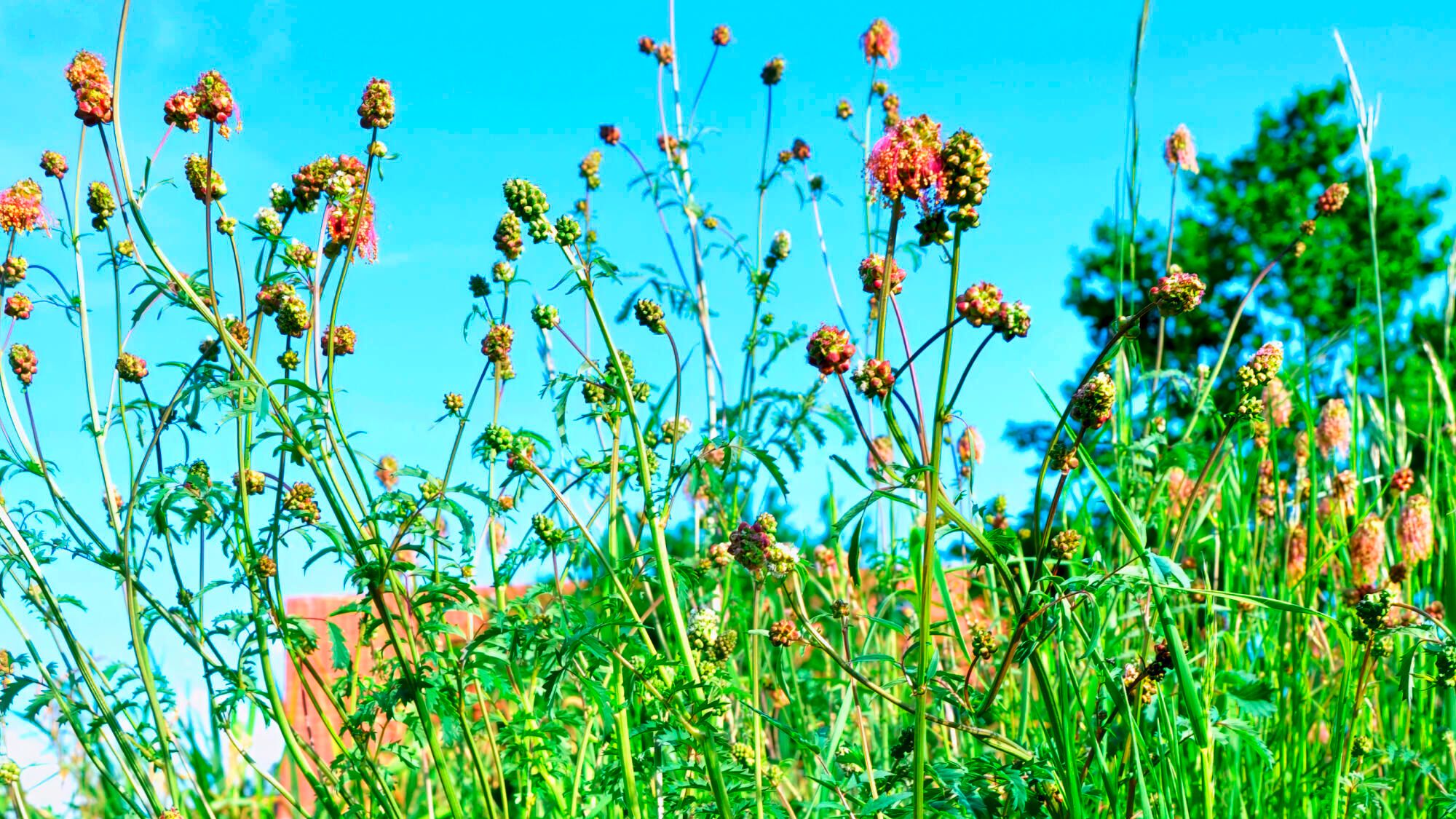 Pimprenelle, character leaf to the taste of the fields