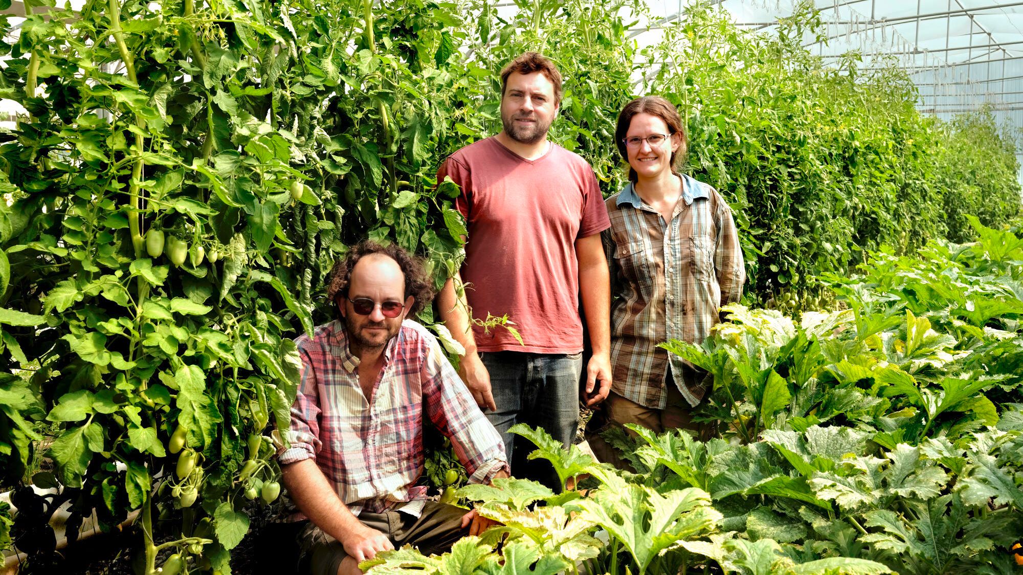 A farm combined vegetable cultivation and fish farming