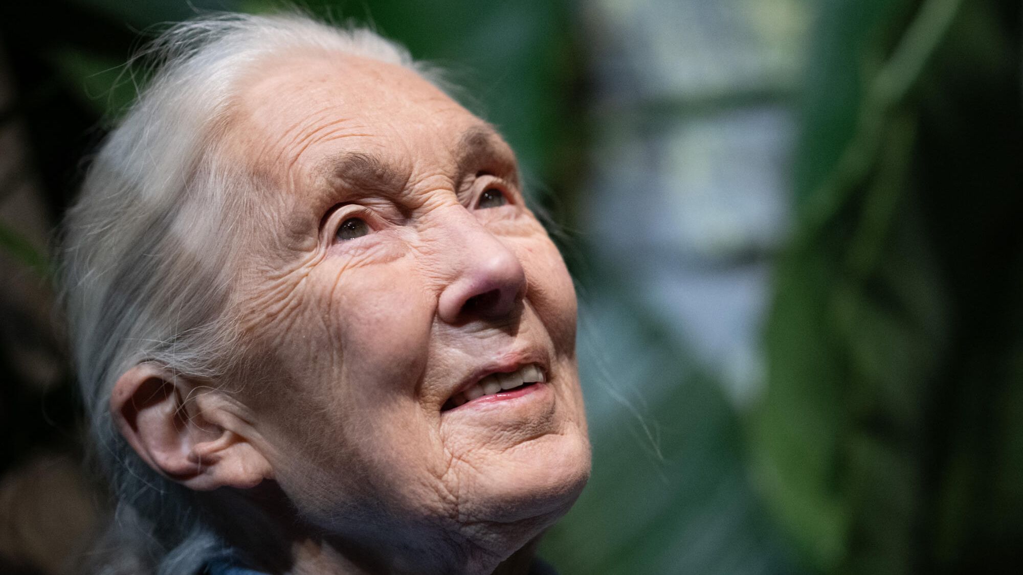 the primatologist who revolutionized the study of chimpanzees