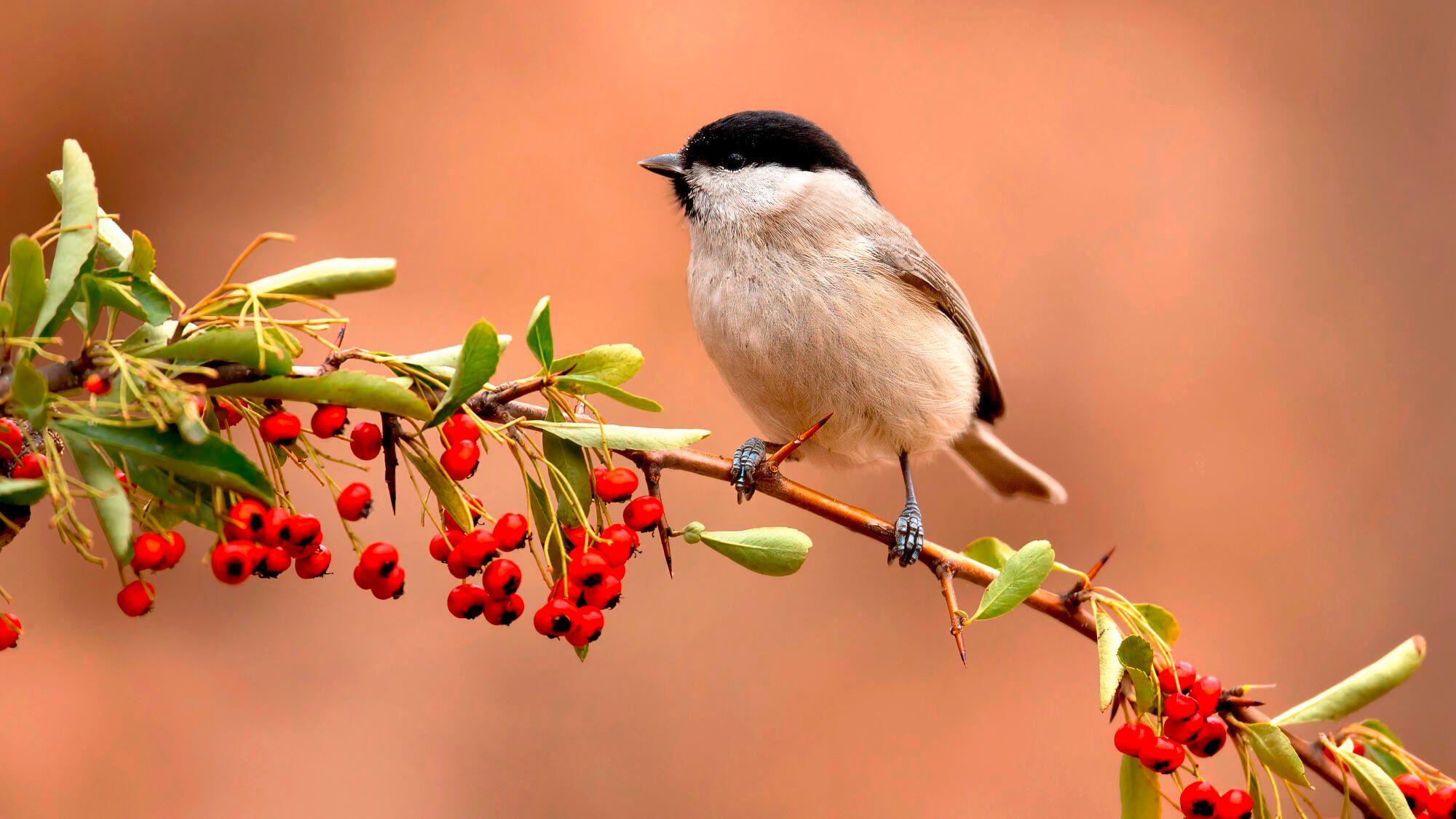 How does the barnacle tit defend its nest and its chicks?