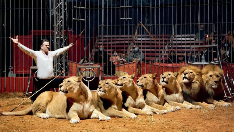 Forced to part with its animals, the Claudio-Zavatta circus must reinvent itself