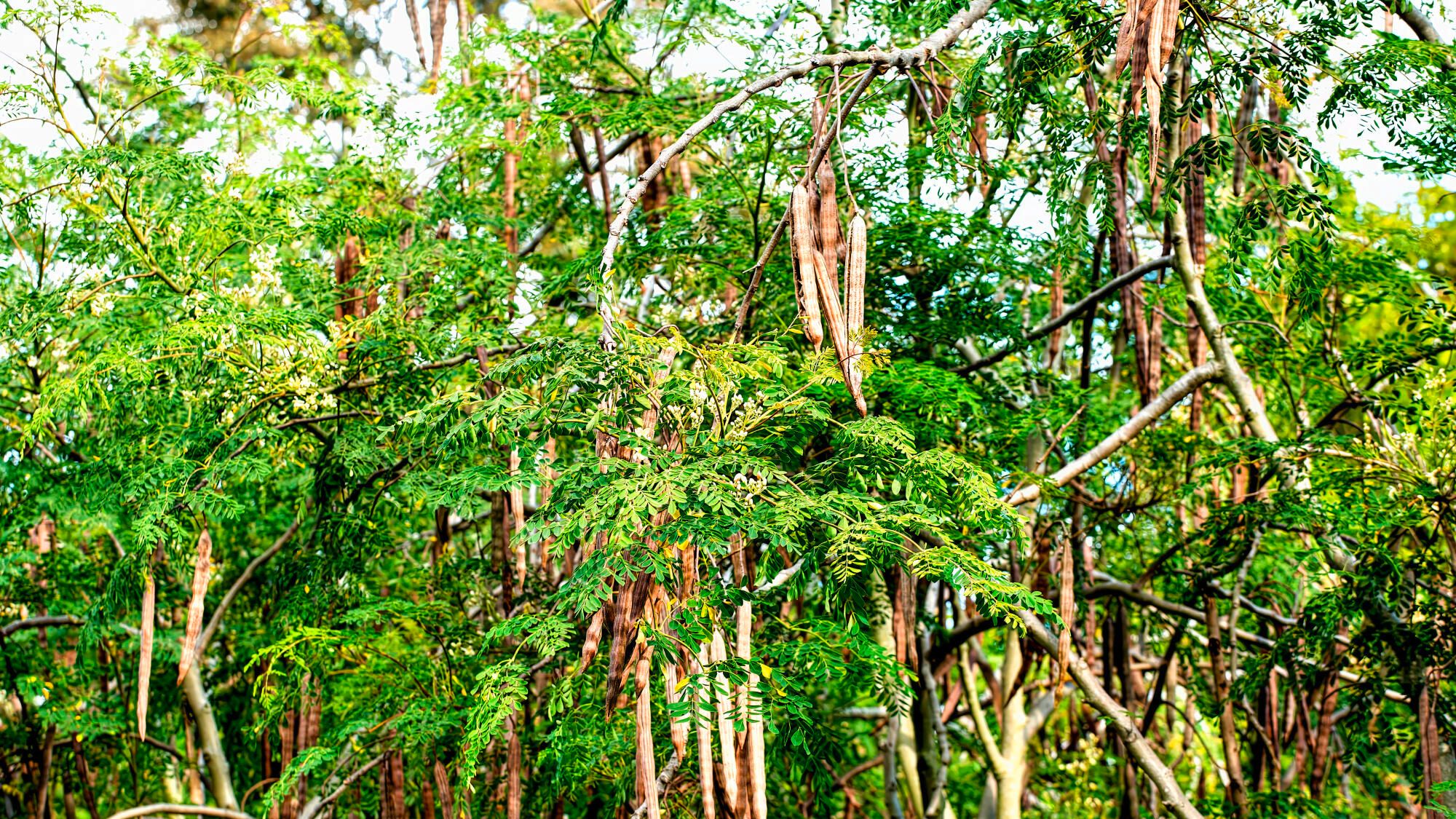 Do you know moringa, this tropical miracle tree with multiple benefits?