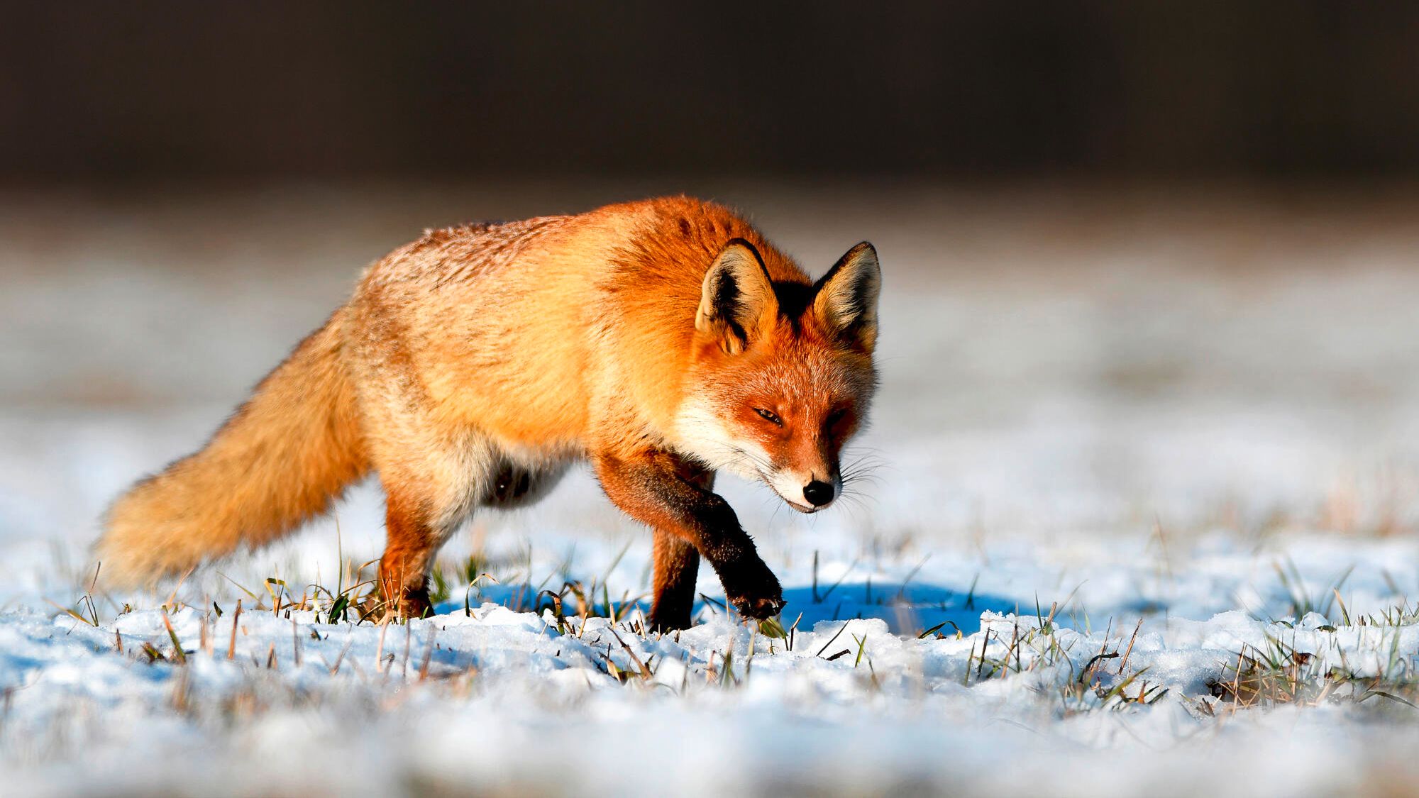 The fox, an ancient and discreet animal with great adaptation skills