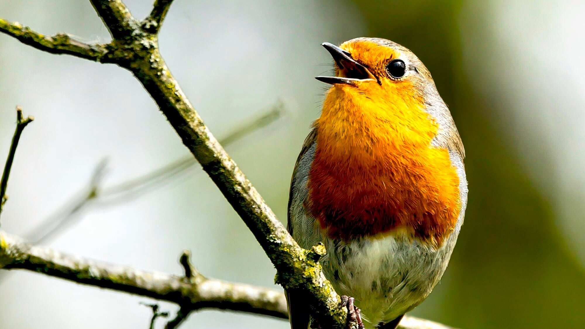 how to participate on January 24 and 25