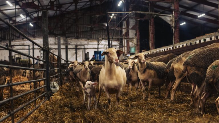 Agricultural Show 2026: the revenge of the sheep