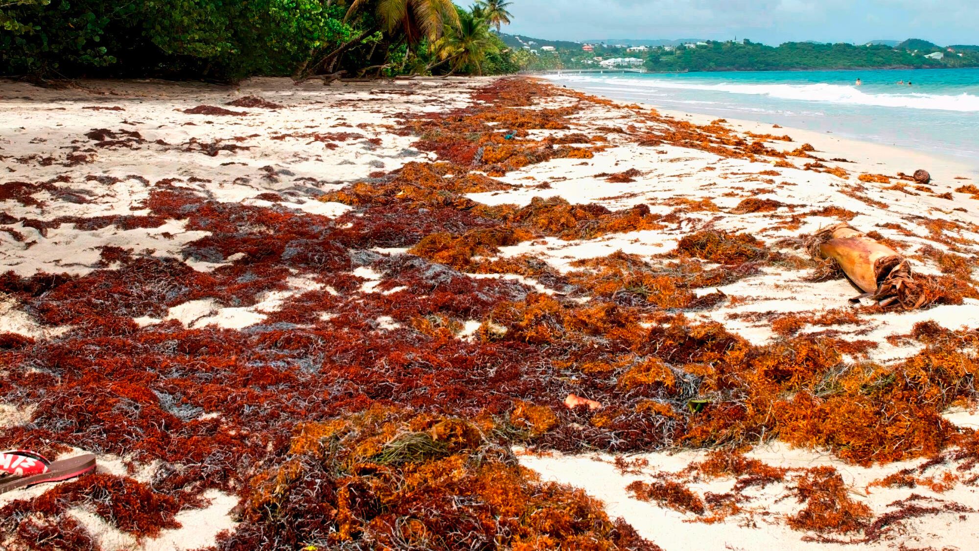 In the Antilles, sargassum boosts biodiversity