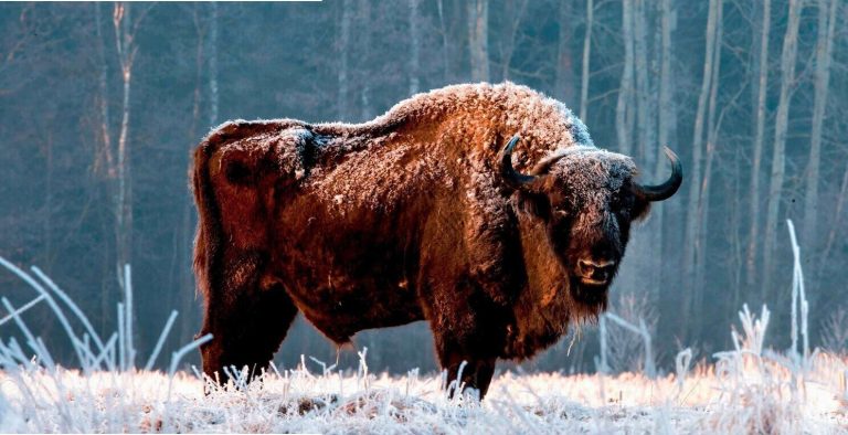 why its return could transform our forests