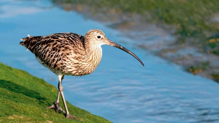 everything you need to know about this shorebird