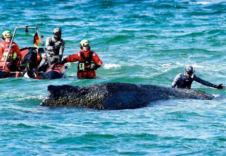 Man, a creature like any other?