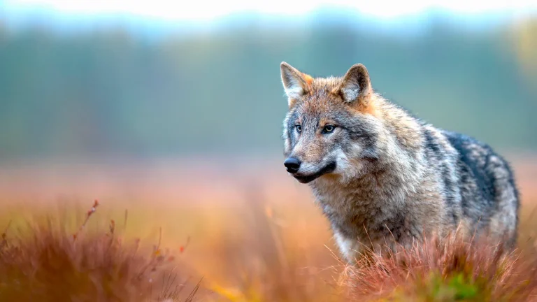 Understanding the return of the wolf to France