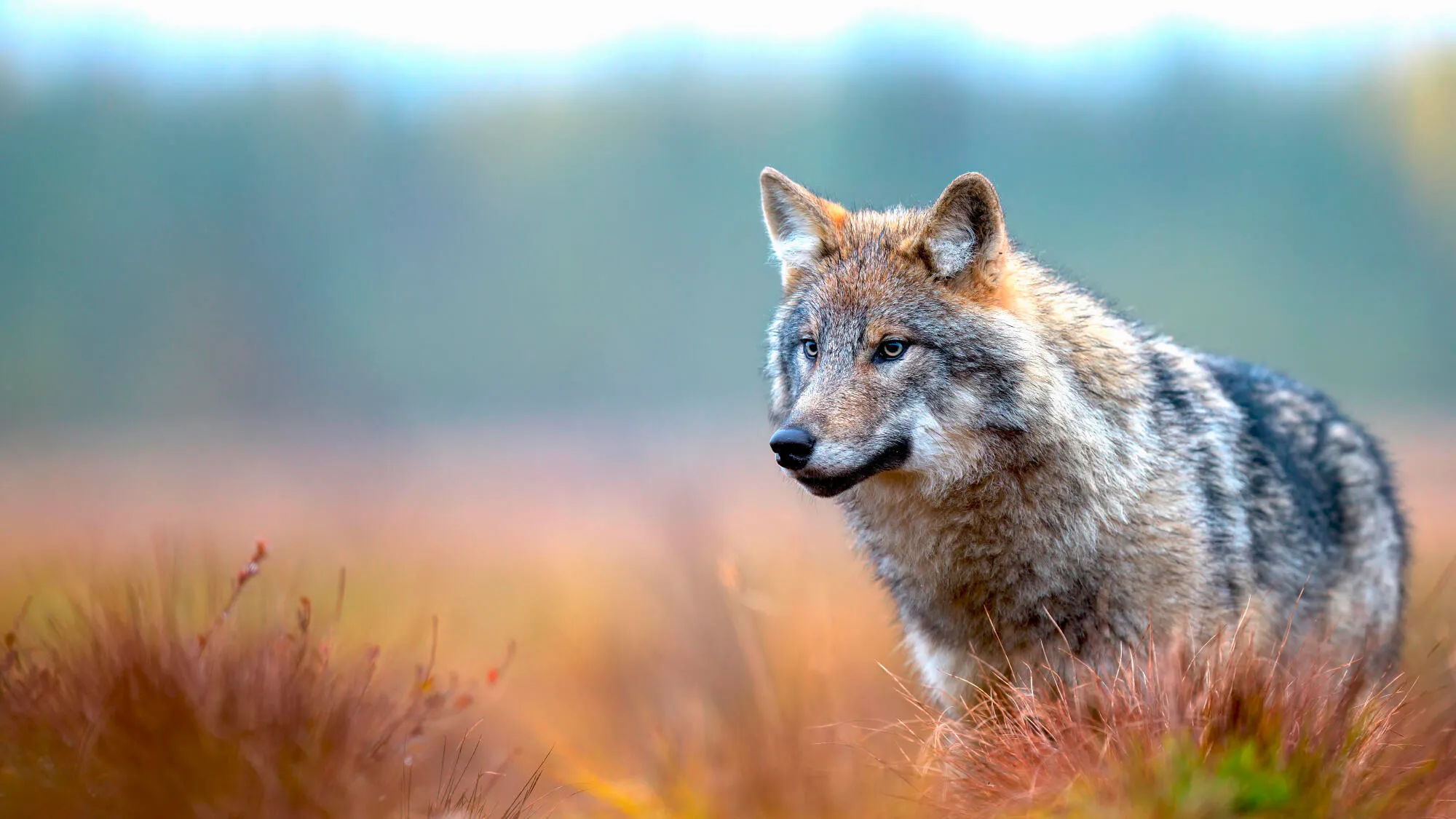 Understanding the return of the wolf to France