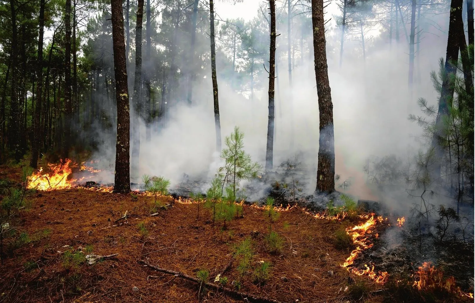 Landes: the forest that France sees burning