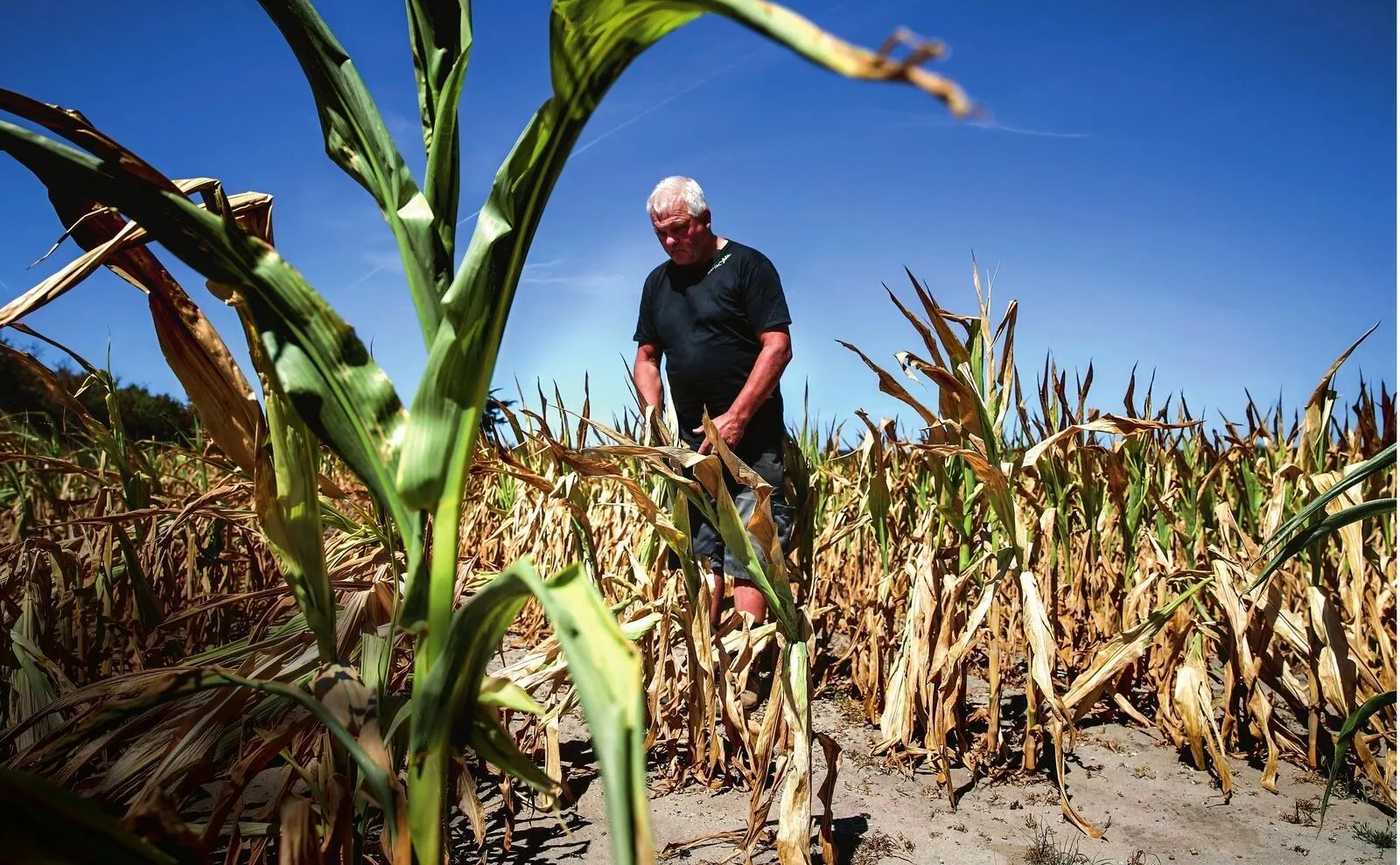 Summer 2026: what solutions for French agriculture?